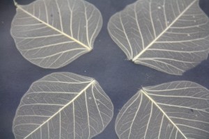 Leaf skeleton suspended in clear resin; back-painted opaque dark blue