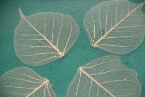 Leaf skeleton suspended in clear resin; back-painted opaque pine green