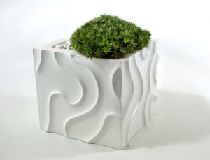 Dune in white planter