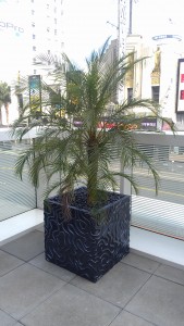 Dune planter @ W Hotel, Hollywood